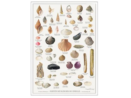 Plakat - "Havets muslinger og snegle" - A2